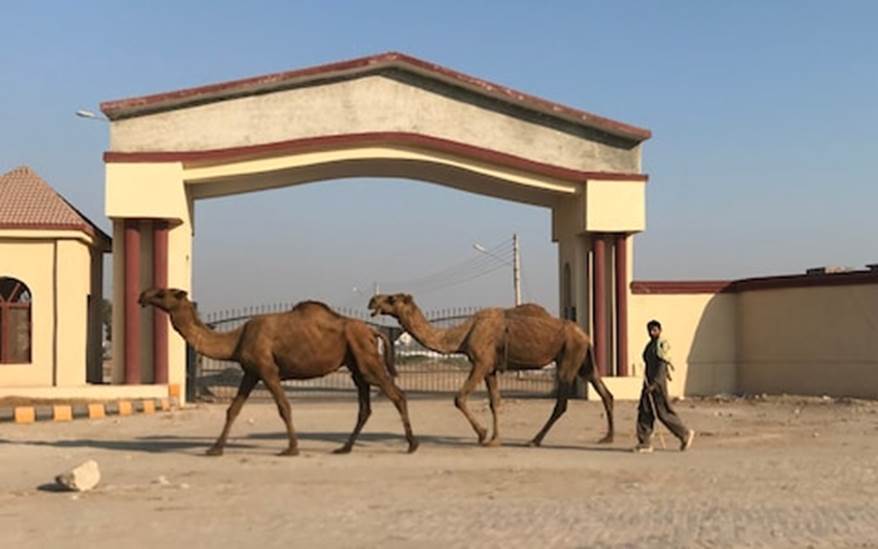 A person walking with camels Description automatically generated with low confidence