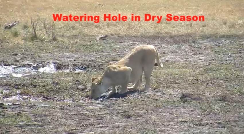A picture containing text, grass, outdoor, mammal Description automatically generated