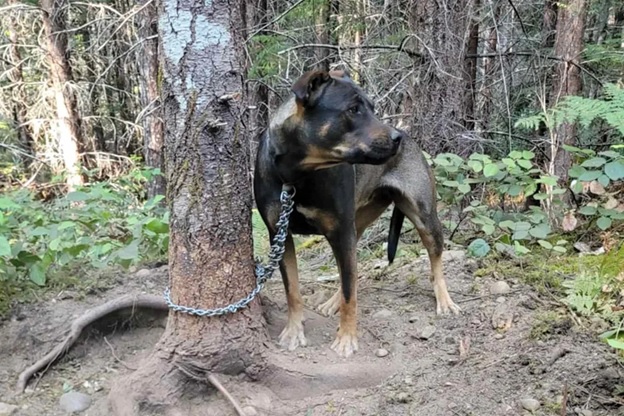Janet O'Reilly Eve the dog chained to a tree
