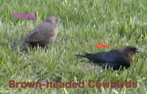 A couple of birds in the grass  AI-generated content may be incorrect.