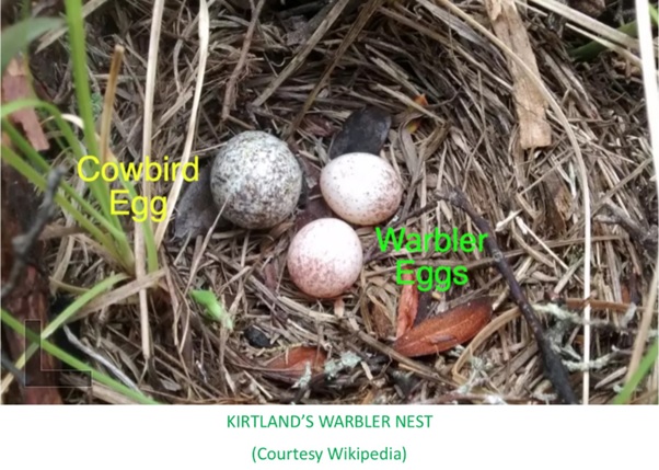 Eggs in a nest with text  AI-generated content may be incorrect.