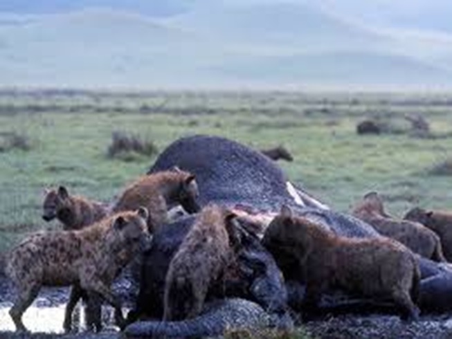 Spotted hyenas eating a dead elephan ...