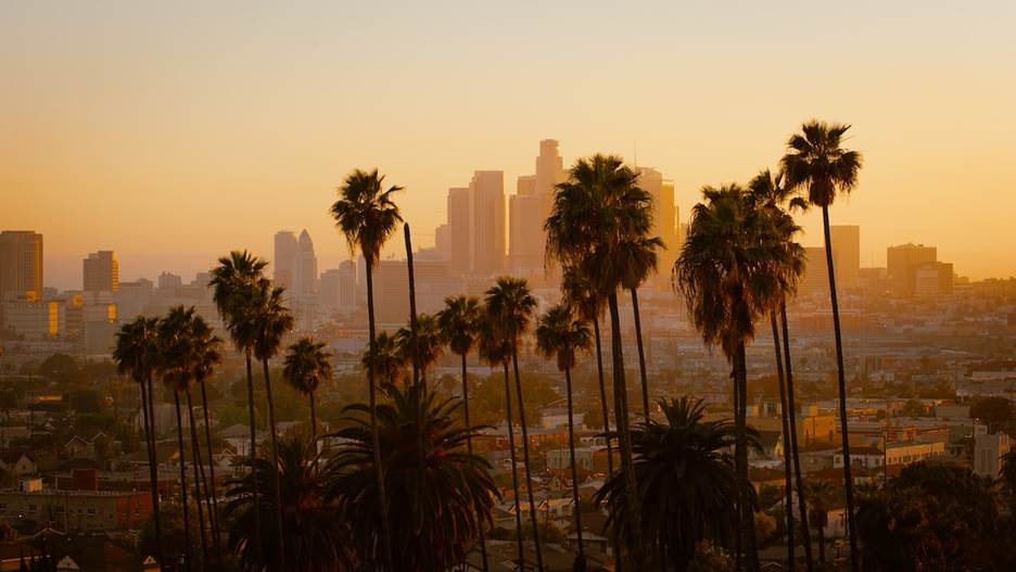 A group of palm trees with a city in the background Description automatically generated with medium confidence