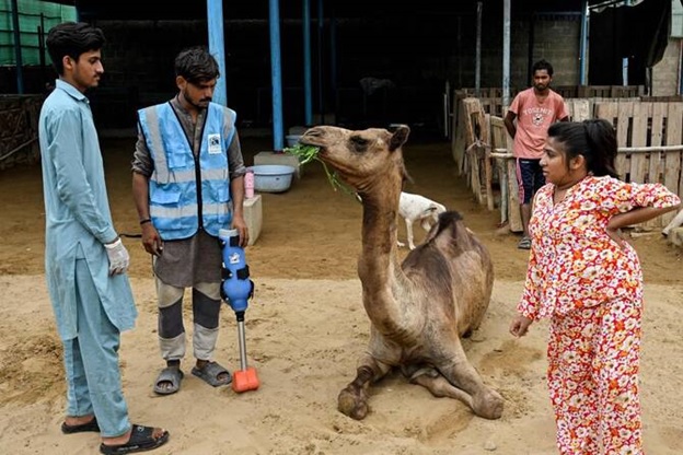 This photograph shows Sheema Khan (R), manager of the CDRS Benji animal welfare project standing beside a healthcare provider holding a prosthetic leg tailored for Cammie, an amputee camel at the shelter house in Karachi. (AFP)